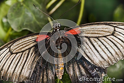 Tropical Butterfly Stock Photo