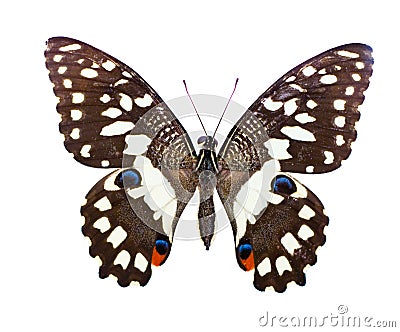 Tropical butterfly Stock Photo