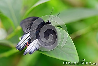 Tropical butterfly Great Mormon Papilio memnon sitting on leaf. Stock Photo