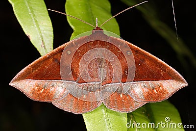 Tropical butterfly from rainforest. Stock Photo