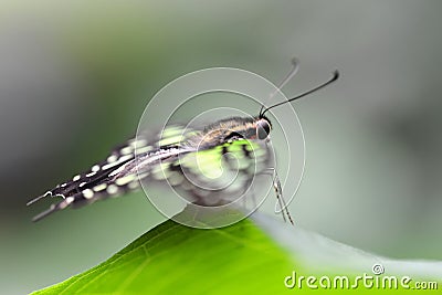 Tropical butterfly Tailed Green Jay Graphium agamemnon on a leaf. Stock Photo