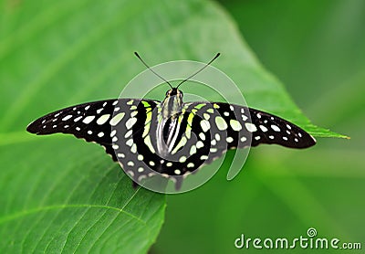 Tropical butterfly Tailed Green Jay Graphium agamemnon on a leaf. Stock Photo