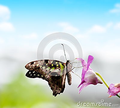 Tropical butterfly Tailed Green Jay Graphium agamemnon on a orchid flower. Stock Photo