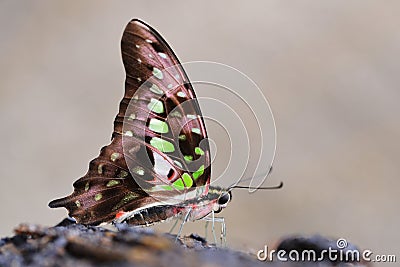 Tropical butterfly Tailed Green Jay Graphium agamemnon. Stock Photo