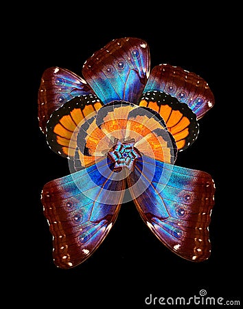 Tropical butterfly wings ornament. bright colorful flower from the wings of butterflies. exotic tropical flower Stock Photo