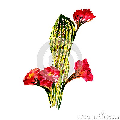 Tropical cactus tree in a watercolor style isolated. Stock Photo