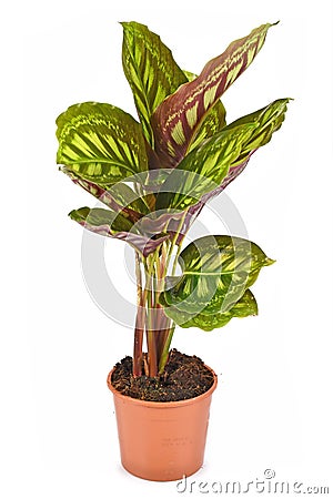 Tropical `Calathea Flamestar` house plant with leaves raised during nighttime with beautiful striped pattern in flower pot Stock Photo