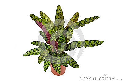 Tropical `Calathea Lancifolia` houseplant, also called `Rattlesnake Plant` with exotic dot pattern in flower pot Stock Photo