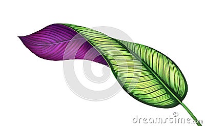 Tropical calathea leaf isolated on white background. Watercolor illustration. Cartoon Illustration