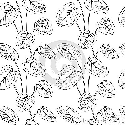 Tropical calathea leaves black outline drawing seamless pattern. White background. Vector Illustration