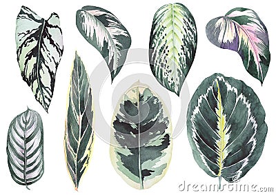 Tropical calathea leaves. Stock Photo