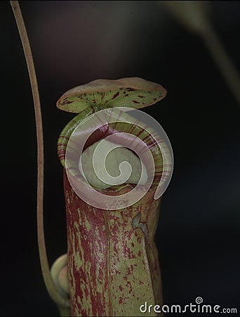 tropical carnivorous pitcher plant Stock Photo