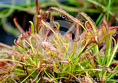 Tropical carnivorous sundew plant with dew drops on hairs Stock Photo