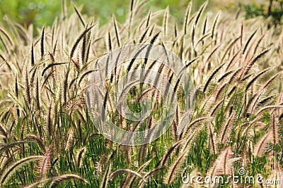 Tropical cereal meadow Stock Photo