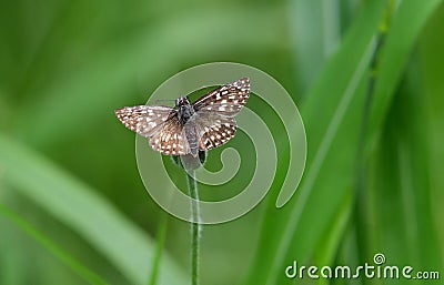 Tropical Checkered Skipper butterfly Pyrgus oileus Stock Photo