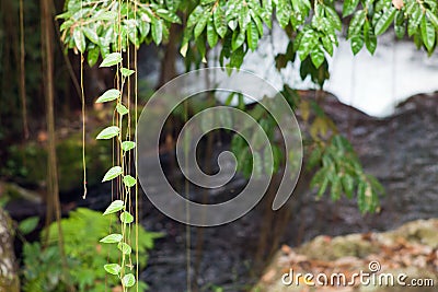 Tropical climate in Bali island Stock Photo