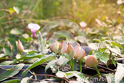 Tropical climbing plant with pink colour flowers Stock Photo