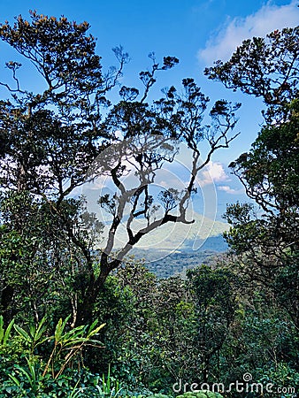 Tropical cloud forest scenery in sri lanka Stock Photo