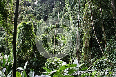 Tropical cloudforest 8 Stock Photo