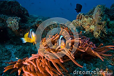 Tropical clown fish Stock Photo