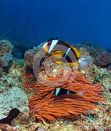 Tropical clown fish Stock Photo