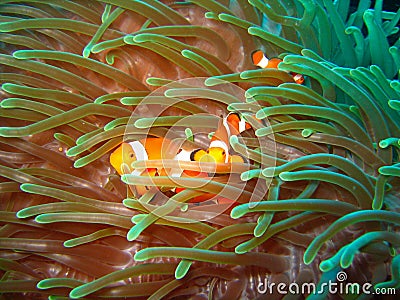 Tropical clown fish Stock Photo