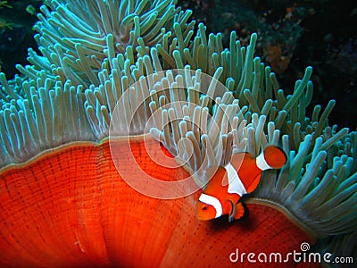 Tropical clown fish Stock Photo