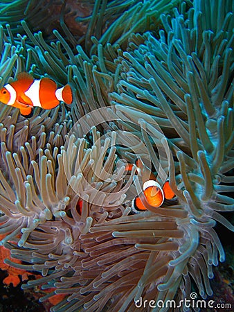 Tropical clown fish Stock Photo