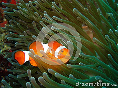 Tropical clown fish Stock Photo