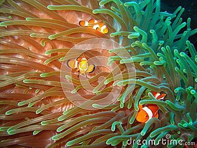 Tropical clown fish family Stock Photo