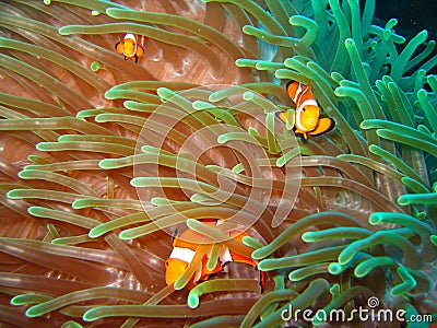 Tropical clown fish family Stock Photo