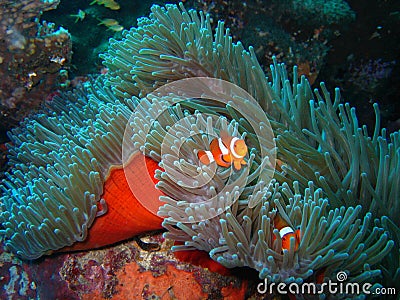 Tropical clown fish family Stock Photo