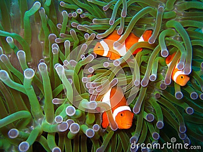 Tropical clown fish family Stock Photo