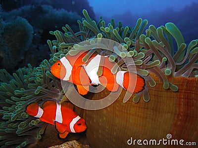 Tropical clown fish family Stock Photo