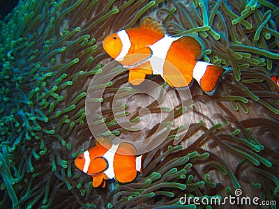 Tropical clown fish family Stock Photo