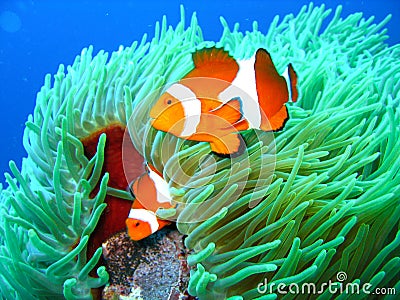 Tropical clown fish family Stock Photo