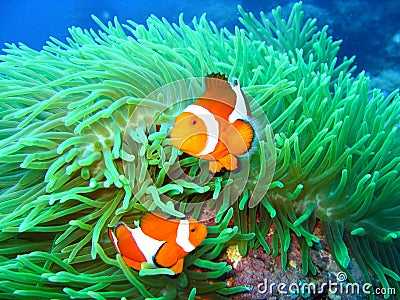 Tropical clown fish family Stock Photo