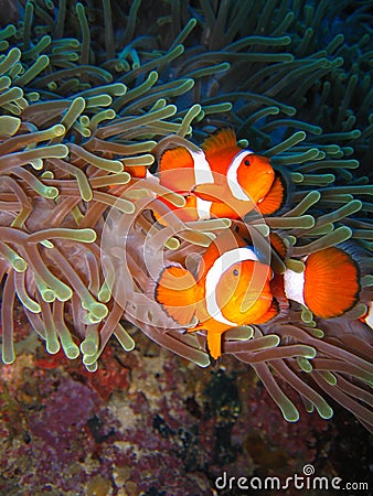 Tropical clown fish family Stock Photo