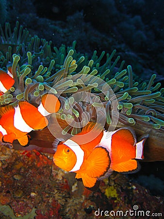 Tropical clown fish family Stock Photo