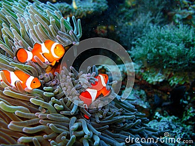 Tropical clown fish family Stock Photo