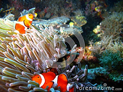 Tropical clown fish family Stock Photo