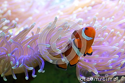 Clown Fish on Great Barrier Reef Stock Photo