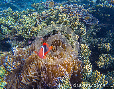 Tropical Clown fish in pink actinia. Red clownfish and sea plant. Stock Photo