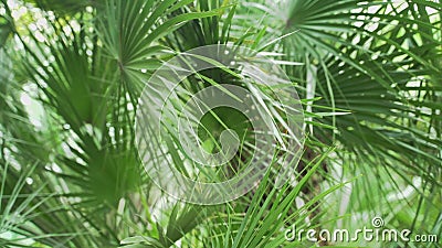 Tropical coconut palm green leafs Stock Photo