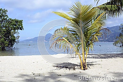 Tropical coconut palm Coconut tree on white beach Stock Photo