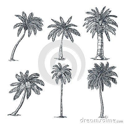 Tropical coconut palm trees set. Vector sketch illustration. Hand drawn tropical plants and floral design elements Vector Illustration