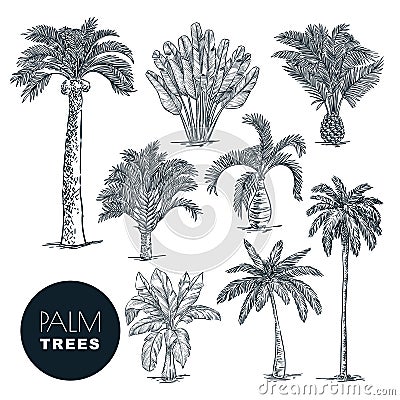 Tropical coconut palm trees set. Vector sketch illustration. Hand drawn tropical plants and floral design elements Vector Illustration