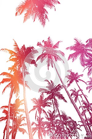 Tropical coconut palm trees silhouettes isolated on white background with sunset sky double exposure Stock Photo
