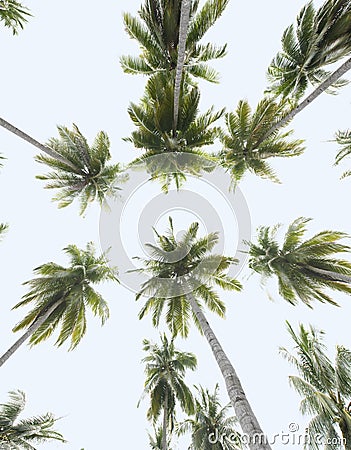 Tropical coconut trees, worm's eye view Stock Photo