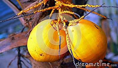 Tropical coconuts Stock Photo